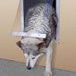 Easy Big Dog Door photo of Malmute dog using dog door