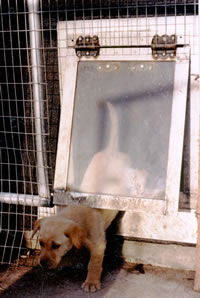 puppy using dog door